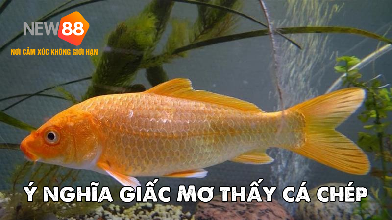 Ý nghĩa giấc mơ thấy cá chép