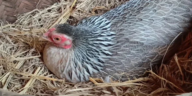 Mơ thấy gà nhảy ổ mang đến cơ hội hồi sinh